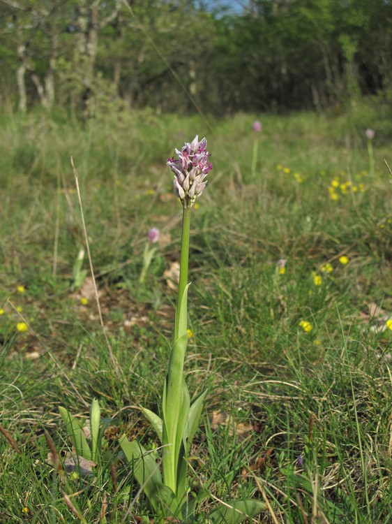 Orchis simia
